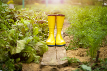 A closeup of yellow rubber boots in a green beautiful garden.