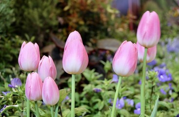 Fresh Pink Tulip Flowers in A Garden