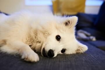 Fototapeta na wymiar white pomeranian dog portrait
