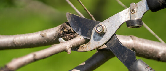 A gardener is cutting tree branches with a big pruner