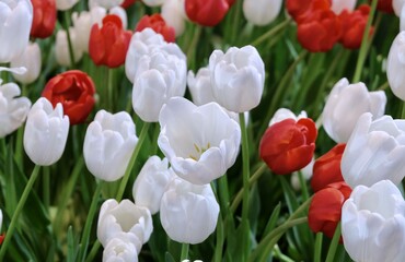 Fresh Red and White Tulip Flowers