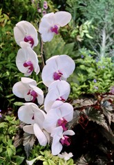 Stem of White Doritaenopsis Orchid Flowers or Phalaenopsis