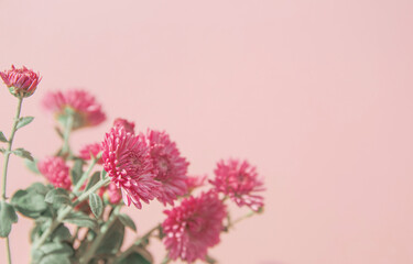 Creative layout made of chrysanthemum flowers on pastel pink background. Beautiful floral backdrop. Nature consept. Selective focus