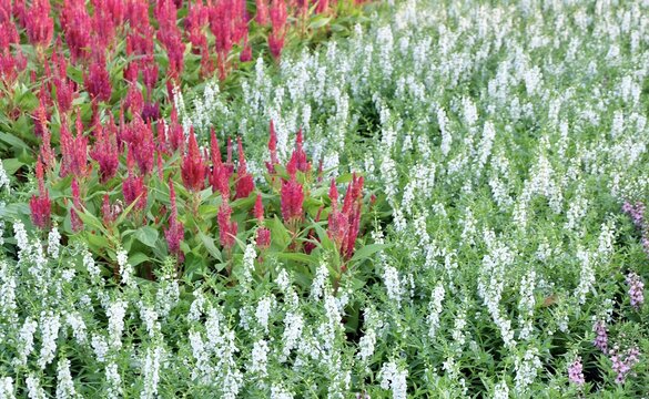 Beautiful White Salvia and Red Cockcombs Flowers