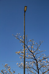 Um poste de iluminação pública com flores de ipê rosa.