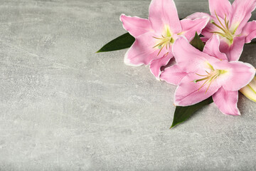 Fototapeta na wymiar Beautiful pink lily flowers on grey background. Space for text