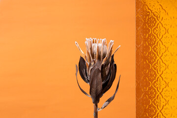 Dried protea flower, decorative brown glass against orange background.Empty space for design