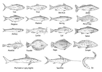Type different fish isolated on white. Vintage hatching vector monochrome black illustration - obrazy, fototapety, plakaty