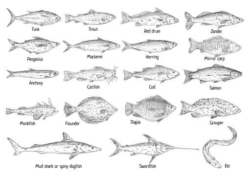 Type different fish isolated on white. Vintage hatching vector monochrome black illustration