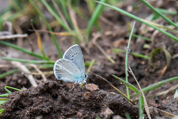 Çokgözlü İfigenya » Polyommatus iphigenia »