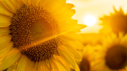 a sunflower field at sunset