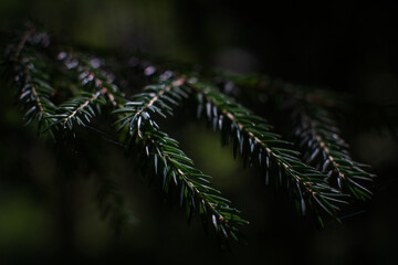 A spruce branch in the darkness of the forest. Thick green color. Green grass in the light in a summer forest. The photo was taken in a low key.