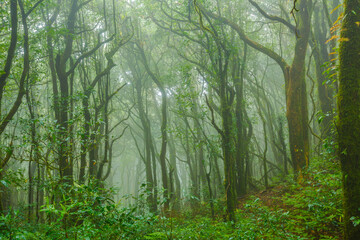 Tropical forest in the mist       