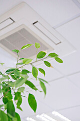 Ficus green leaves against ceiling air conditioner in modern office or at home. Indoor air quality...