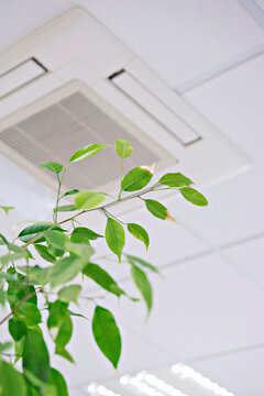Ficus green leaves against ceiling air conditioner in modern office or at home. Indoor air quality concept