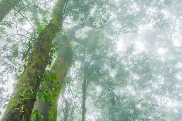 Tropical forest in the mist      