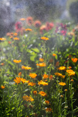 Summer flowers in the garden surrounded by many small drops of water. Clear sunny weather. The plants are watered.