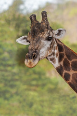 Portrait of a giraffe 