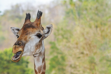 Funny giraffe on clear background with plenty of copy space