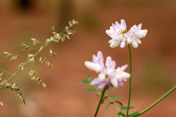 Nature background of summer bright pink wildflowers close up with copy space on blurred brown backdrop. Floral for your project. Wildlife organic and travel concept