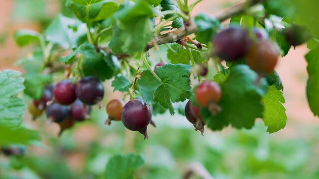 Yoshta berry on a bush branch, ripe black yoshta berries.