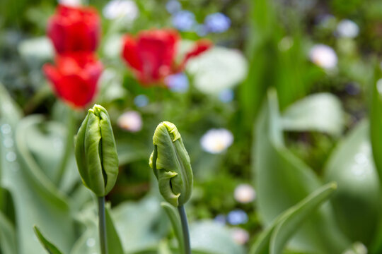 Two buds of unblown tulips with raindrops