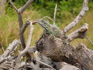 Iguane au aguet sur un tronc Antillais.