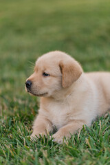 A little happy dog labrador puppy lies in the green grass.