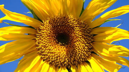 Naklejka premium Close-up yellow bright sunflowers on a background of blue sky. Sunflower seeds. Growing Sunflower field and harvest sunflowers for oil production. Agriculture.
