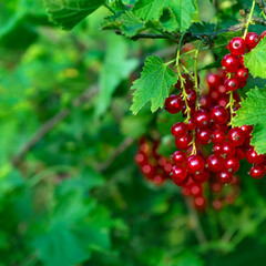 Berries of juicy ripe red currant on a bush