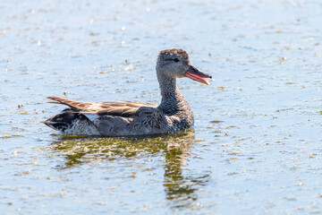 A Female Gadwall (Mareca strepera) swimming and foraging in a colorful pond in Marismas del Odiel, Huelva, Andalusia, Spain