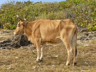 Vieille vache créole