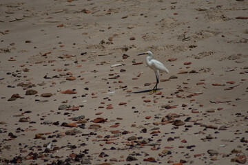 white heron on the beach with rocks