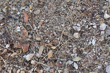 Dried leaves and stems of plants on pebbles of different sizes