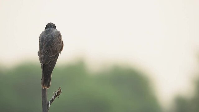 close up shot of Laggar or lugger falcon or Falco jugger perched at tal chhapar sanctuary rajasthan india