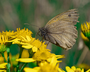 butterfly on flower