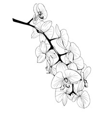 Orchid branch outline vector drawing. - obrazy, fototapety, plakaty