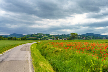 Fototapeta na wymiar Rural landscape in Pavia province between Ticino and Po rivers. Poppies