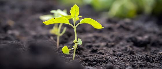 Small green plant seedling is growing in the soil