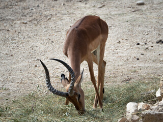 Aepyceros melampus - impala eats straw in a gravel environment