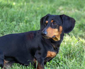 dachshund on the grass