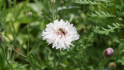 flower in the meadow