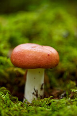 nature, environment and picking season concept - russule mushroom growing in autumn forest
