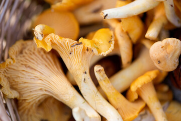 picking season and leisure concept - close up of mushrooms in basket in forest