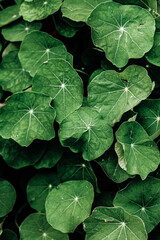 green leaves background