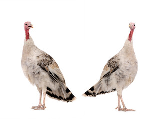 gray yong turkey isolated on a white background.