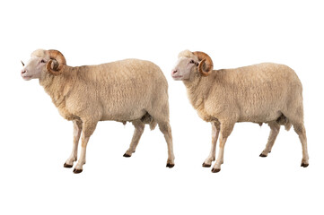 two white ram isolated on white background