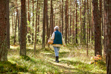 Obraz premium picking season, leisure and people concept - senior woman with basket walking in autumn forest