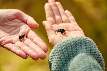 nature and insects concept - close up of hands holding black dung beetles or bugs