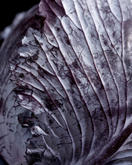 Head of red cabbage purple coloured, textured leaves on black background, front view